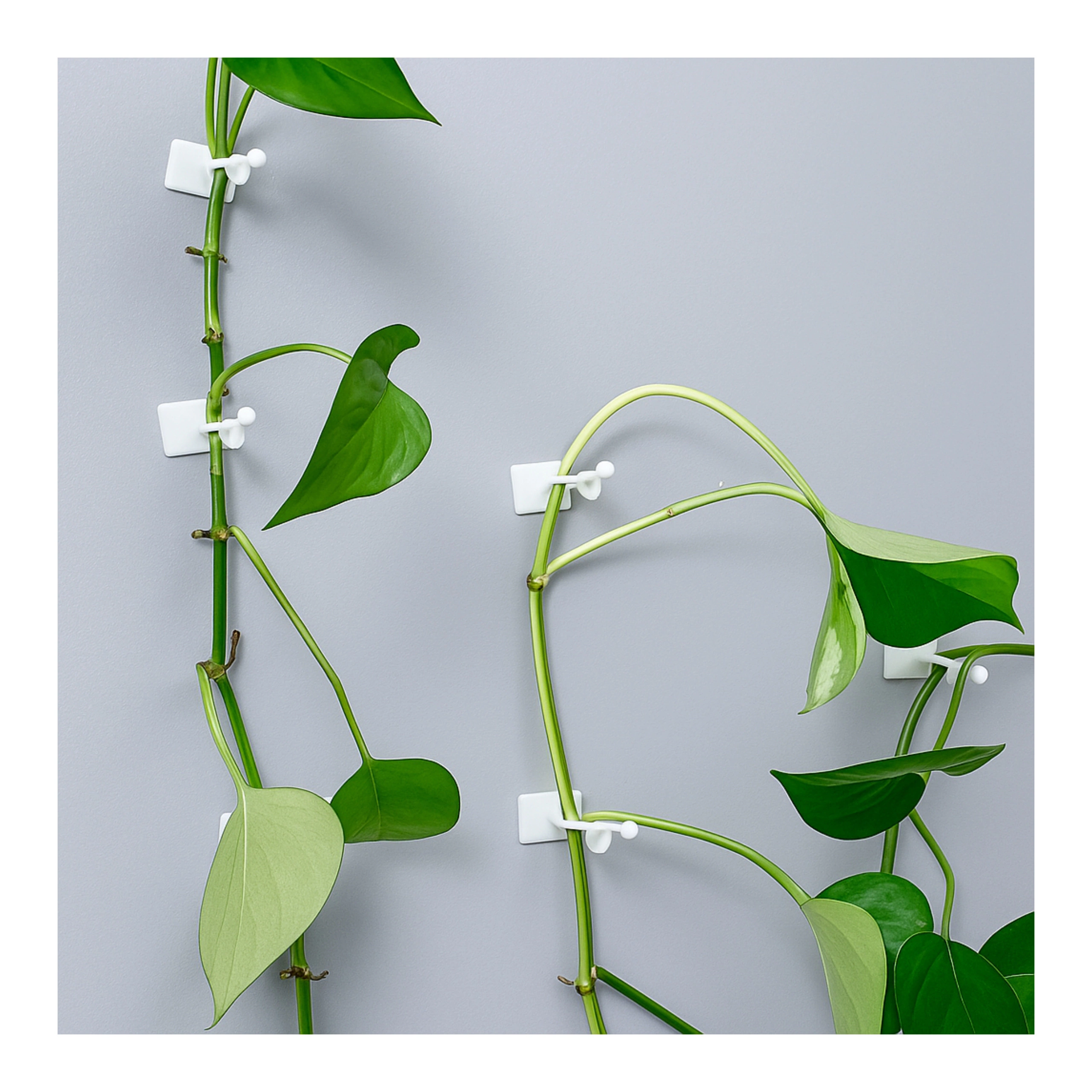 uchwyt do pnących roślin